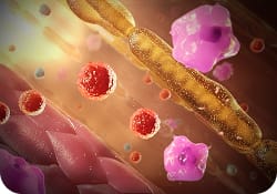 T Cells image